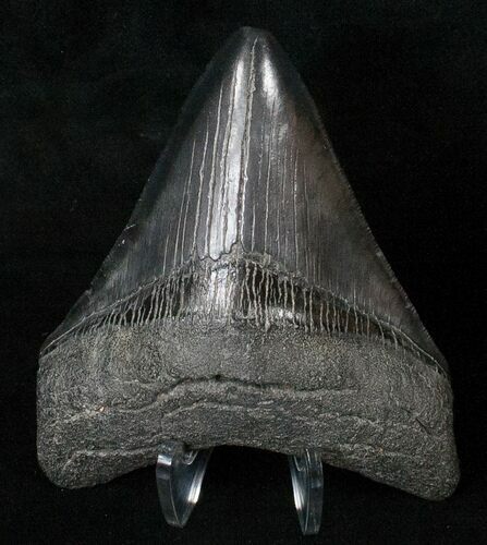 Dark Grey Megalodon Tooth - Serrated #16590